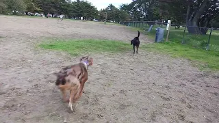 Angie, Rebel and Levi at Alameda Dog Park. March 30 2024.