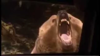 Courage - Hungry Bear