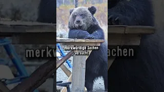 Warum Sehen Bären Aus Wie Menschen?