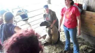 First-time sheep rumping