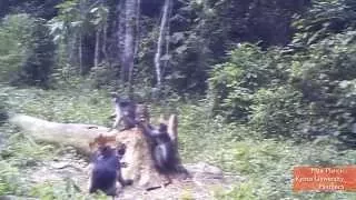 Rarest Cat on Planet Caught Attacking Monkeys on Camera