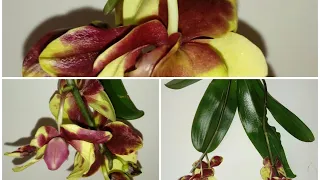 Нашла Орхидею! |  Phal. Yellow Harlequin | Пересадка Орхидеи