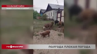 Жителей Тельмы держит в страхе владелец свиньи, от укуса которой уже скончался мужчина