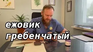 ЕЖОВИК ГРЕБЕНЧАТЫЙ 💯 ОТЗЫВ ОБЗОР