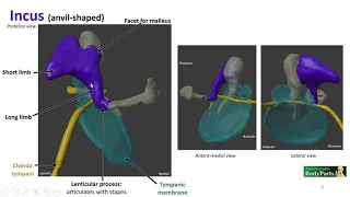 Nasal Cavity, Sinuses and Ear LO - Ossicles