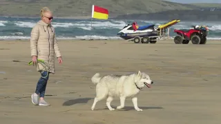 Lucky Husky DOG-NAPPED and taken to a windswept beach .. Happy Dog ..