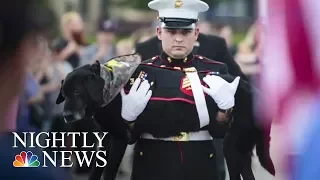 U.S. Marines Pay Tribute To Ailing Military Dog | NBC Nightly News