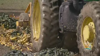 Farmers Forced To Destroy Their Crops