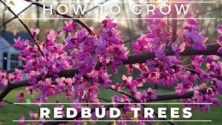 Complete Guide To The Eastern Redbud Tree