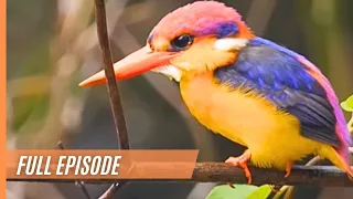 The Oriental Dwarf Kingfisher- Fascinating and Rare Footage | Full Documentary