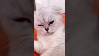 this cat thinking his bestfriend kill by the owner