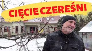 Cięcie czereśni