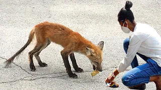 35 Times Animals Asked For Help & Kindness !