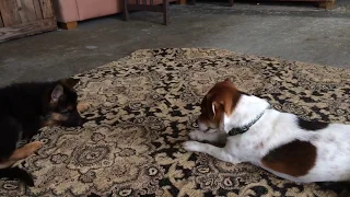 German Shepherd Puppy Playing with Jack Russell Terrier