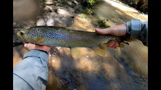 Fly Fishing the PINCH RIVER  for Monster Trout, Snowy Mountains, Australia
