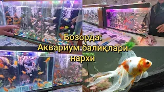 РМК бозорда Аквариум балиқлари нархи, балиқ еми нархи | Рыбки fish