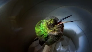 Snoring hummingbird - Super Cute Animals - BBC