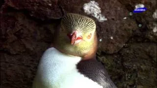 Samsung HD Demo   The Beauty of Nature Penguin Dolphin 1080P