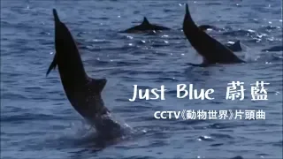 Space「Just Blue 蔚藍」♪ღ CCTV《動物世界》片頭曲