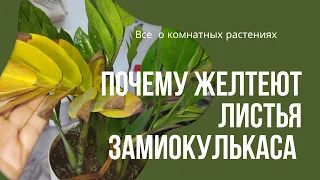 Желтеют листья замиокулькаса.5главных ошибок при выращивании замиокулькаса.#zzplant #замиокулькас