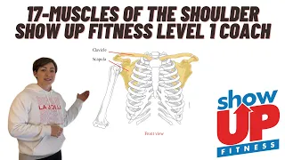 17-muscles of the shoulder | Become a Level 1 Coach Show Up Fitness Where Great Trainers Are Made