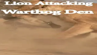 Epic Showdown: Lion Storms Warthog Den