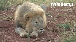 WildEarth - Sunrise  Safari - 20 Jan 2023