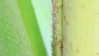 Fire! Little Fire Ants in Hawaii (2016)