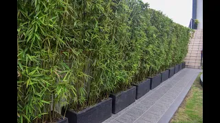 Bamboo as a privacy screen: A comprehensive guide for garden lovers