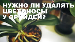 Как удалять цветоносы у орхидей, нужно ли удалять?