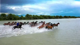 Breathtaking Horses Run At Xinjiang