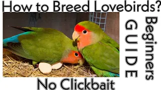 Peach Faced Lovebirds Breeding Guide for Beginners || All About Pets (Hindi)