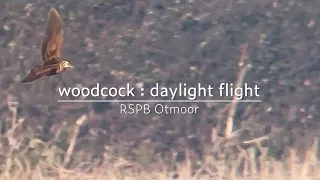 Eurasian woodcock : daylight flight : RSPB Otmoor