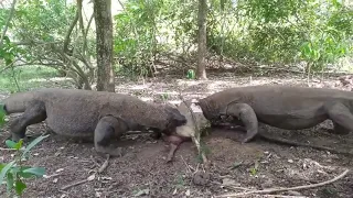 Dragons Attack Komodo/# Dragons Attack and Eat /#Alive Deer/Dragon War/#Dragon Wars~LOS ANGELES#