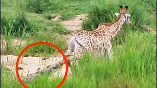 Long Battle Between Giraffe and Crocodile