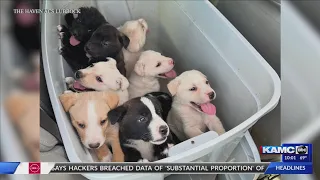 Nine puppies found in duct-taped box thrown in dumpster