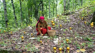 Which Wild Mushroom is eatable? Wild Mushroom Hunting, Cooking and Eating | Kanchhikitchen