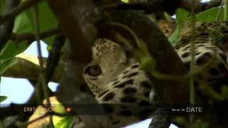 The hunting tactics of a leopard