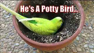 Pedro Helps Mommy In The Garden | PEDRO The Budgie