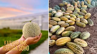 Melon na nagkakahalaga ng 5 million yen, matatagpuan sa Pilipinas?! | Kapuso Mo, Jessica Soho