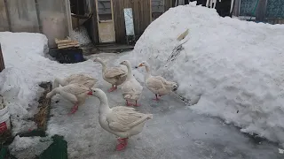 С Благовещением Пресвятой Богородицы.