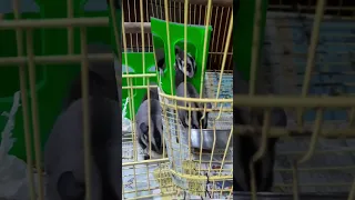 Sugar Gliders eating fruits - cutest nocturnal animal #aquariumhobbyist #sugarglider