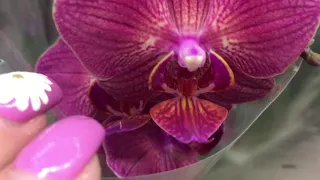 Огромная уценка орхидей от 449 руб  в Оби 23 октября 2020 г.