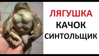 Лютые приколы. Лягушка качок синтольщик.