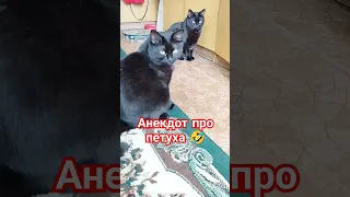 Анекдот про петуха 🤣 #юмор #cat