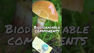 A Smartphone made with Mushrooms?!