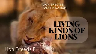 types of lion - living and extinct lion breeds in world #lions