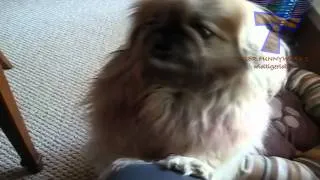 Funny cats and dogs begging for food - Cute animal compilation.mp4