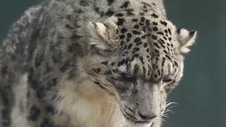 Amazing Mother Wild Yak Save Her Baby From Snow Leopard Hunting   Wolf vs Bison 1