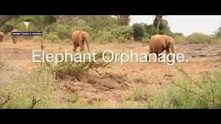 Things to do in Nairobi, Kenya | Elephant orphanage | Award Safaris